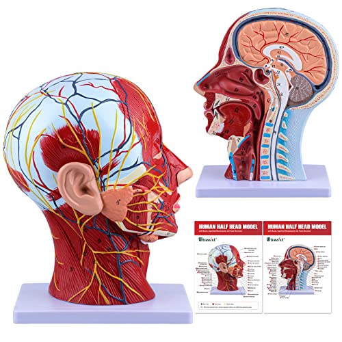 Ultrassist Human Anatomical Half-Head Model Includes Electronic Diagram with Superficial Neurovascular and Musculature Details, Ideal for Kids’ Learning, Education, and Display