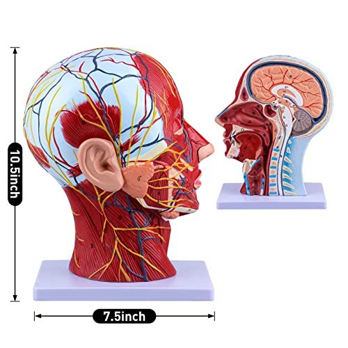 Ultrassist Human Anatomical Half-Head Model Includes Electronic Diagram with Superficial Neurovascular and Musculature Details, Ideal for Kids’ Learning, Education, and Display