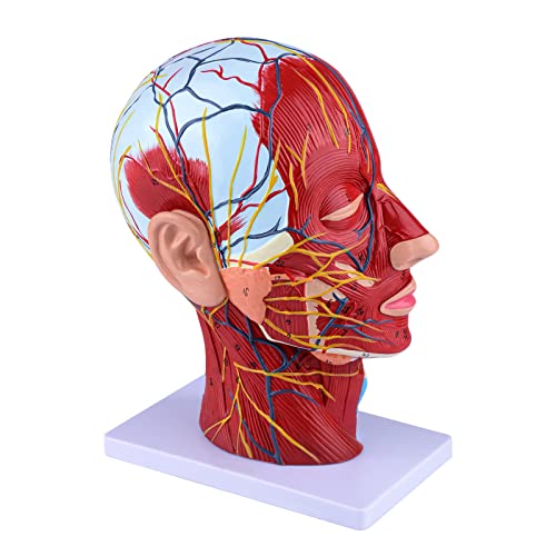 Ultrassist Human Anatomical Half-Head Model Includes Electronic Diagram with Superficial Neurovascular and Musculature Details, Ideal for Kids’ Learning, Education, and Display