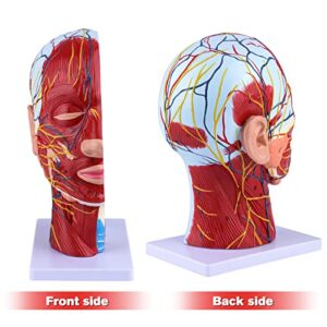 Ultrassist Human Anatomical Half-Head Model Includes Electronic Diagram with Superficial Neurovascular and Musculature Details, Ideal for Kids’ Learning, Education, and Display