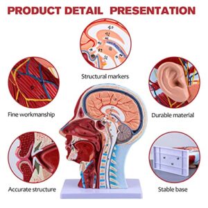 Ultrassist Human Anatomical Half-Head Model Includes Electronic Diagram with Superficial Neurovascular and Musculature Details, Ideal for Kids’ Learning, Education, and Display