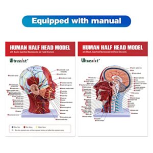 Ultrassist Human Anatomical Half-Head Model Includes Electronic Diagram with Superficial Neurovascular and Musculature Details, Ideal for Kids’ Learning, Education, and Display