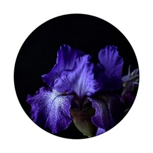 Purple Iris Flower PopSockets Swappable PopGrip