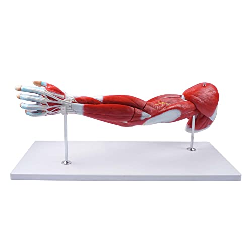 breesky Muscular Arm Anatomy Model, Life Size Arm Model Anatomy Model Scientific Arm Anatomical Muscle 7 Parts Numbered Shows Muscles of The Shoulder, Arm and Hand, Includes Stand