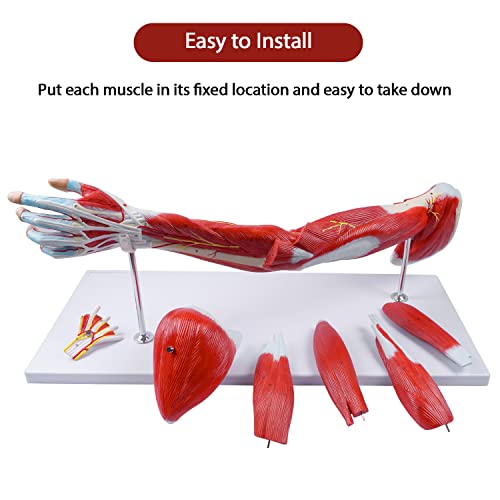 breesky Muscular Arm Anatomy Model, Life Size Arm Model Anatomy Model Scientific Arm Anatomical Muscle 7 Parts Numbered Shows Muscles of The Shoulder, Arm and Hand, Includes Stand