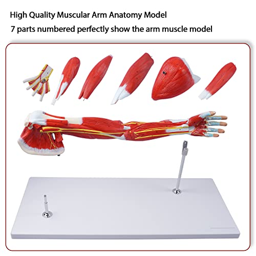 breesky Muscular Arm Anatomy Model, Life Size Arm Model Anatomy Model Scientific Arm Anatomical Muscle 7 Parts Numbered Shows Muscles of The Shoulder, Arm and Hand, Includes Stand