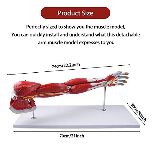 breesky Muscular Arm Anatomy Model, Life Size Arm Model Anatomy Model Scientific Arm Anatomical Muscle 7 Parts Numbered Shows Muscles of The Shoulder, Arm and Hand, Includes Stand