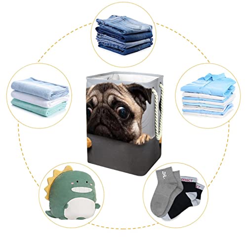 Laundry Hamper Beautiful Male Pug Puppy Dog Collapsible Laundry Baskets Firm Washing Bin Clothes Storage Organization for Bathroom Bedroom Dorm