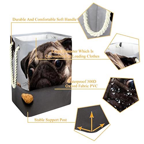 Laundry Hamper Beautiful Male Pug Puppy Dog Collapsible Laundry Baskets Firm Washing Bin Clothes Storage Organization for Bathroom Bedroom Dorm