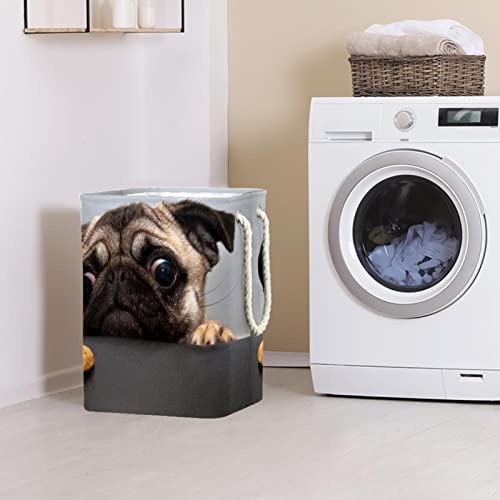 Laundry Hamper Beautiful Male Pug Puppy Dog Collapsible Laundry Baskets Firm Washing Bin Clothes Storage Organization for Bathroom Bedroom Dorm