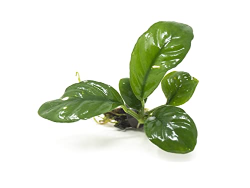 Live Aquarium Plants, Anubias Coffeefolia, Anubias Aquarium Plant, Aquarium Plants Live Fish Tank Decorations, Live Fish Freshwater Aquarium Plants, Terrarium Live Plants, Water Plants By Aquatic Arts