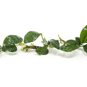 Live Aquarium Plants, Anubias Coffeefolia, Anubias Aquarium Plant, Aquarium Plants Live Fish Tank Decorations, Live Fish Freshwater Aquarium Plants, Terrarium Live Plants, Water Plants By Aquatic Arts