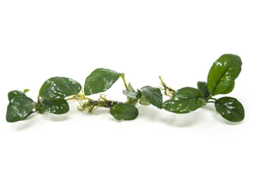 Live Aquarium Plants, Anubias Coffeefolia, Anubias Aquarium Plant, Aquarium Plants Live Fish Tank Decorations, Live Fish Freshwater Aquarium Plants, Terrarium Live Plants, Water Plants By Aquatic Arts