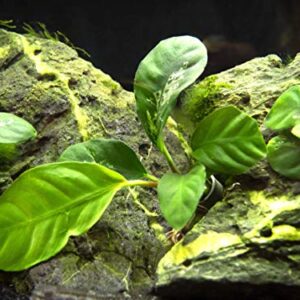 Live Aquarium Plants, Anubias Coffeefolia, Anubias Aquarium Plant, Aquarium Plants Live Fish Tank Decorations, Live Fish Freshwater Aquarium Plants, Terrarium Live Plants, Water Plants By Aquatic Arts