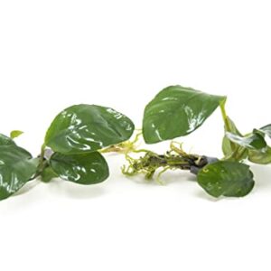 Live Aquarium Plants, Anubias Coffeefolia, Anubias Aquarium Plant, Aquarium Plants Live Fish Tank Decorations, Live Fish Freshwater Aquarium Plants, Terrarium Live Plants, Water Plants By Aquatic Arts