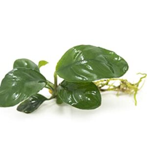 Live Aquarium Plants, Anubias Coffeefolia, Anubias Aquarium Plant, Aquarium Plants Live Fish Tank Decorations, Live Fish Freshwater Aquarium Plants, Terrarium Live Plants, Water Plants By Aquatic Arts