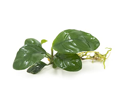 Live Aquarium Plants, Anubias Coffeefolia, Anubias Aquarium Plant, Aquarium Plants Live Fish Tank Decorations, Live Fish Freshwater Aquarium Plants, Terrarium Live Plants, Water Plants By Aquatic Arts