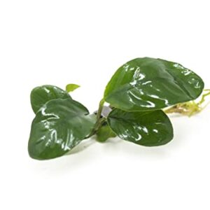 Live Aquarium Plants, Anubias Coffeefolia, Anubias Aquarium Plant, Aquarium Plants Live Fish Tank Decorations, Live Fish Freshwater Aquarium Plants, Terrarium Live Plants, Water Plants By Aquatic Arts