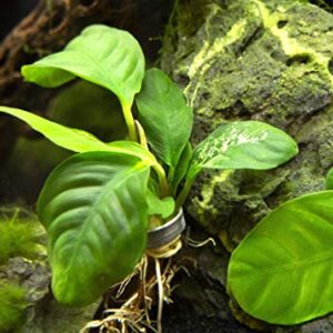 Live Aquarium Plants, Anubias Coffeefolia, Anubias Aquarium Plant, Aquarium Plants Live Fish Tank Decorations, Live Fish Freshwater Aquarium Plants, Terrarium Live Plants, Water Plants By Aquatic Arts