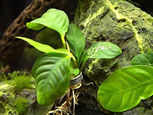 Live Aquarium Plants, Anubias Coffeefolia, Anubias Aquarium Plant, Aquarium Plants Live Fish Tank Decorations, Live Fish Freshwater Aquarium Plants, Terrarium Live Plants, Water Plants By Aquatic Arts