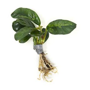 Live Aquarium Plants, Anubias Coffeefolia, Anubias Aquarium Plant, Aquarium Plants Live Fish Tank Decorations, Live Fish Freshwater Aquarium Plants, Terrarium Live Plants, Water Plants By Aquatic Arts