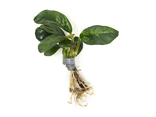 Live Aquarium Plants, Anubias Coffeefolia, Anubias Aquarium Plant, Aquarium Plants Live Fish Tank Decorations, Live Fish Freshwater Aquarium Plants, Terrarium Live Plants, Water Plants By Aquatic Arts