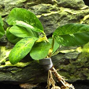 Live Aquarium Plants, Anubias Coffeefolia, Anubias Aquarium Plant, Aquarium Plants Live Fish Tank Decorations, Live Fish Freshwater Aquarium Plants, Terrarium Live Plants, Water Plants By Aquatic Arts