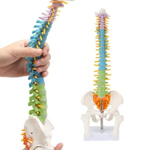 miirr mini color spine anatomy model, 16.5" human spine model with spinal nerves, intervertebral discs, pelvis model, great for learning, teaching, displaying