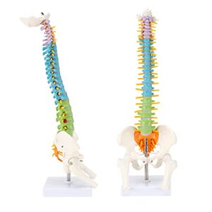 asintod human spine anatomy model, 15.5" color human spine model, anatomical human spine model with spinal nerves, intervertebral discs, pelvis, femur with display stand for display, teaching