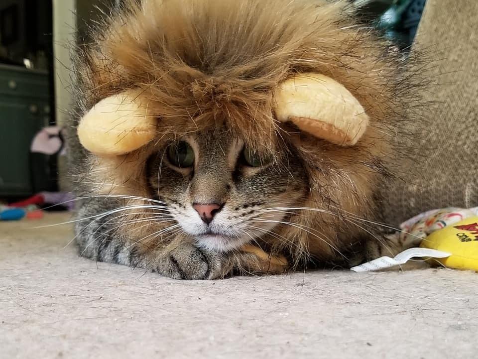 VANVENE Cute Lion Mane Wig Costume for Cat-Pet Adjustable Fancy Lion Hair Cats Outfit for Halloween Christmas Easter Birthday Party Supplies