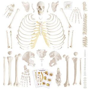 benilev disarticulated human skeleton model for anatomy, full size 67'' skeleton with 200+ bones structures 3 poster skull spine bones articulated hand & foot, for anatomy medical learning