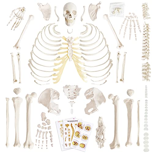 Benilev Disarticulated Human Skeleton Model for Anatomy, Full Size 67'' Skeleton with 200+ Bones Structures 3 Poster Skull Spine Bones Articulated Hand & Foot, for Anatomy Medical Learning