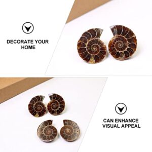 ULTECHNOVO 2pcs Ammonite Shell Fossil Madagascar Extinct Natural Stones Minerals Specimen for Basic Paleontology Biological Science Education Laboratory Supply