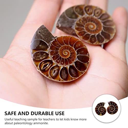 ULTECHNOVO 2pcs Ammonite Shell Fossil Madagascar Extinct Natural Stones Minerals Specimen for Basic Paleontology Biological Science Education Laboratory Supply