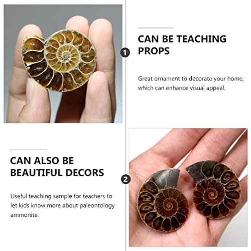 ULTECHNOVO 2pcs Ammonite Shell Fossil Madagascar Extinct Natural Stones Minerals Specimen for Basic Paleontology Biological Science Education Laboratory Supply