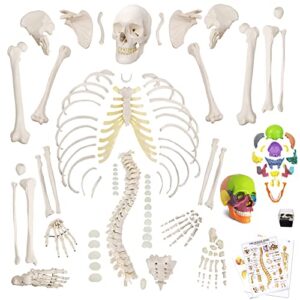new horizon human model of skeleton for anatomy 67“ high with 200+ bones structures,skull model scientific disarticulated human model of skeleton bundle for anatomy,