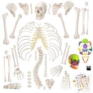 NEW HORIZON Human Model of Skeleton for Anatomy 67“ High with 200+ Bones Structures,Skull Model Scientific Disarticulated Human Model of Skeleton Bundle for Anatomy,