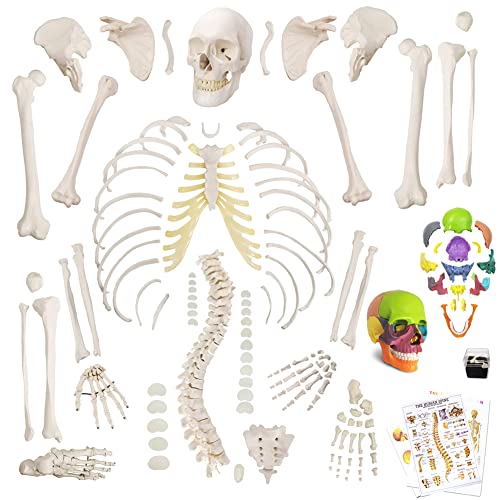 NEW HORIZON Human Model of Skeleton for Anatomy 67“ High with 200+ Bones Structures,Skull Model Scientific Disarticulated Human Model of Skeleton Bundle for Anatomy,