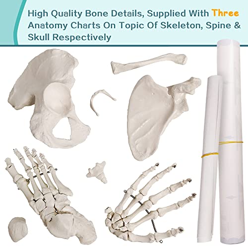 NEW HORIZON Human Model of Skeleton for Anatomy 67“ High with 200+ Bones Structures,Skull Model Scientific Disarticulated Human Model of Skeleton Bundle for Anatomy,