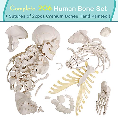 NEW HORIZON Human Model of Skeleton for Anatomy 67“ High with 200+ Bones Structures,Skull Model Scientific Disarticulated Human Model of Skeleton Bundle for Anatomy,