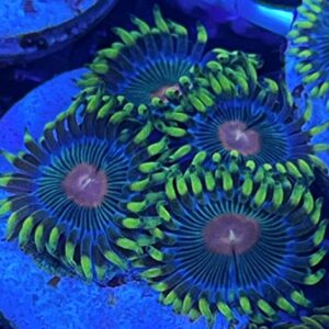 coralSLover Live Saltwater Coral Frag - Reverse Blue Eyed Blondie Zoanthids (5 Heads) Green Orange