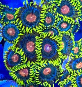 coralslover live saltwater coral frag - reverse blue eyed blondie zoanthids (5 heads) green orange