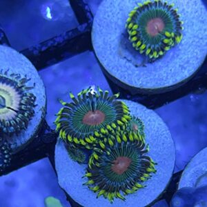 coralSLover Live Saltwater Coral Frag - Reverse Blue Eyed Blondie Zoanthids (5 Heads) Green Orange