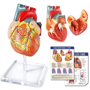 human heart model for anatomy, 2 - part heart models anatomy life size medical heart model