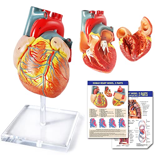 Human Heart Model For Anatomy, 2 - Part Heart Models Anatomy Life Size Medical Heart Model