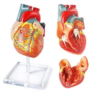 Human Heart Model For Anatomy, 2 - Part Heart Models Anatomy Life Size Medical Heart Model
