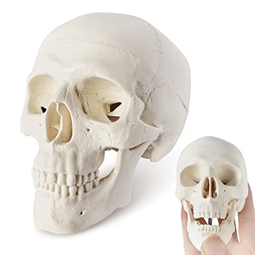 Merinden Mini Skull Model - Small Size Human Medical Anatomical Adult Head Bone for Education 3 Part Anatomical Skull with Removable Skull Cap and Moving Jaw