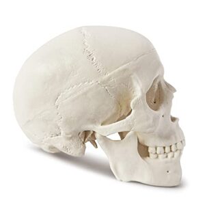 Merinden Mini Skull Model - Small Size Human Medical Anatomical Adult Head Bone for Education 3 Part Anatomical Skull with Removable Skull Cap and Moving Jaw