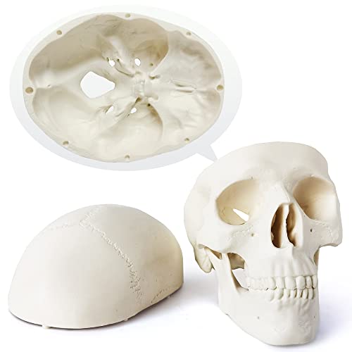 Merinden Mini Skull Model - Small Size Human Medical Anatomical Adult Head Bone for Education 3 Part Anatomical Skull with Removable Skull Cap and Moving Jaw