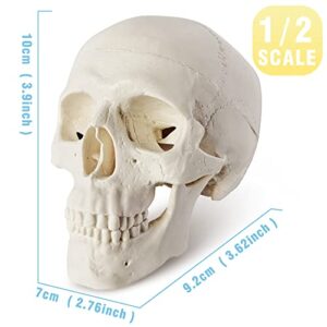 Merinden Mini Skull Model - Small Size Human Medical Anatomical Adult Head Bone for Education 3 Part Anatomical Skull with Removable Skull Cap and Moving Jaw